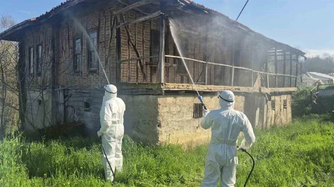 Bartın'da Kahverengi Kokarca İle Mücadele