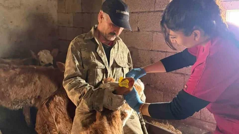 Elazığ’da Şap Aşılama Çalışmaları Devam Ediyor