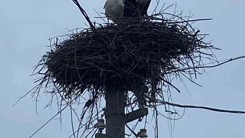 Denizli'de Leylek Geleneği Sürüyor