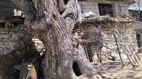 Çatak'ta Ceviz Ağacı Devrildi