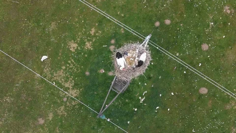 Muş Ovası'nda Leylekler Kuluçkaya Hazırlanıyor