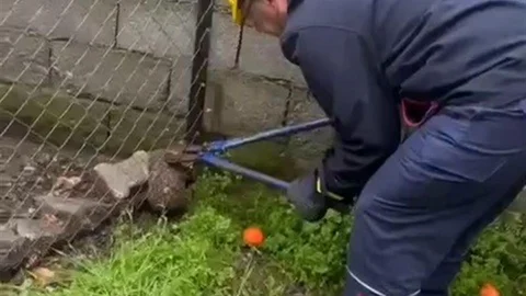 Hatay'da Mahsur Kalan Kirpi Kurtarıldı