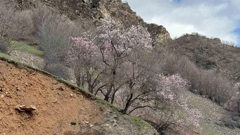 Şırnak'ta Badem Ağaçları Çiçek Açtı