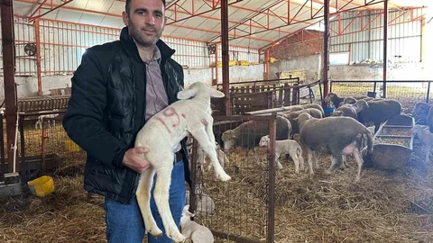 Karacabey'de Safkan Merinos Yetiştiriliyor