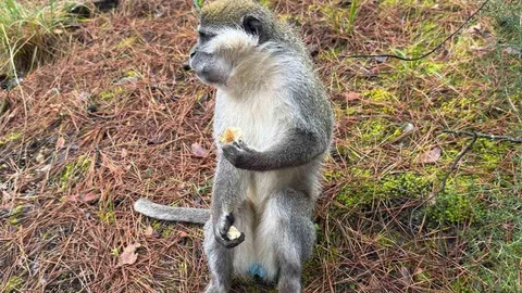 Denizli'de Firari Maymunlar Hakkında Bilgiler Ortaya Çıktı
