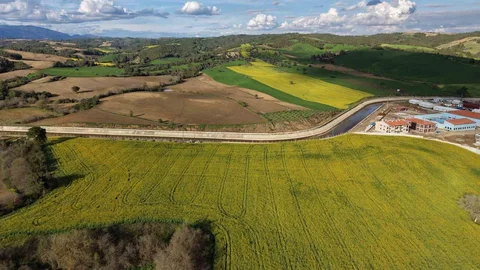 Adana'da Kanola Üretimi Artıyor