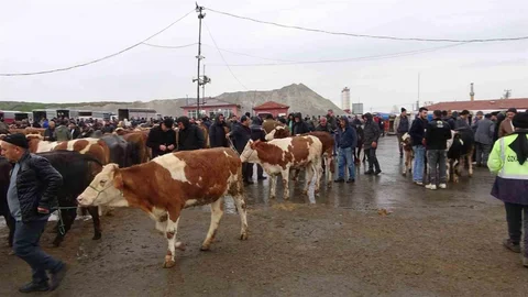 Yozgat'ta Canlı Hayvan Pazarı Hareketli