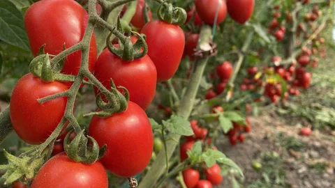 Antalya'da Mart Ayı Hal Endeksi Açıklandı