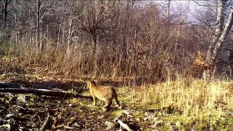 Bursa'da Yaban Kedisi Görüntülendi