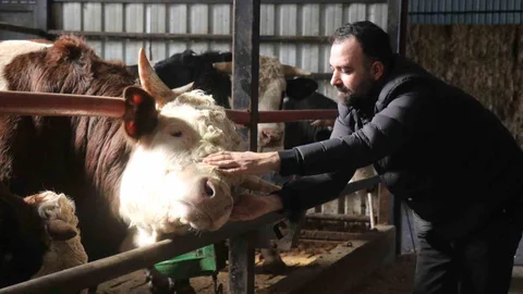 Kurbanlık Alışverişinde Hareketlilik Sakarya'da