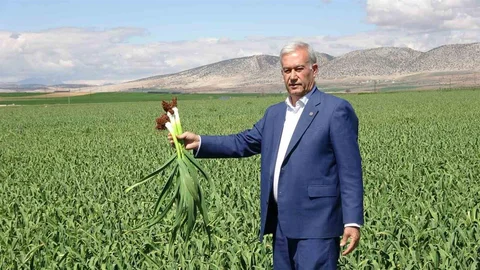 Gaziantep'te Sarımsak Hasadı Beklentisi
