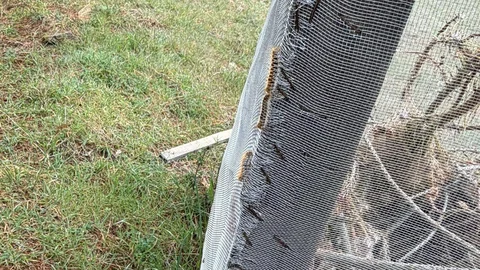 Çam Ormanlarında Kese Kurtuna Mücadele