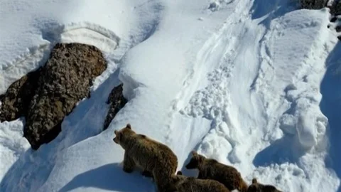 Kış Uykusundan Uyanan Ayılar Görüntülendi