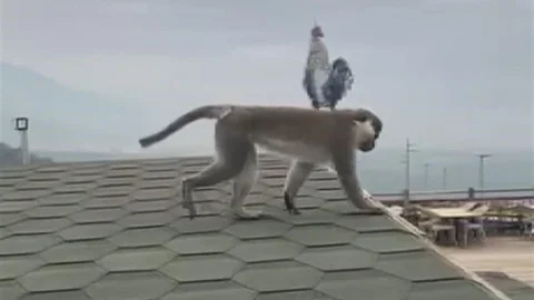 Firari Maymun Denizli'de Görüntülendi