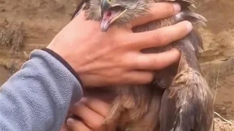 Yaralı Şahin Elazığ'da Kurtarıldı