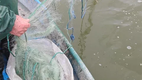 Çorum'da Kaçak Balık Ağı Ele Geçirildi