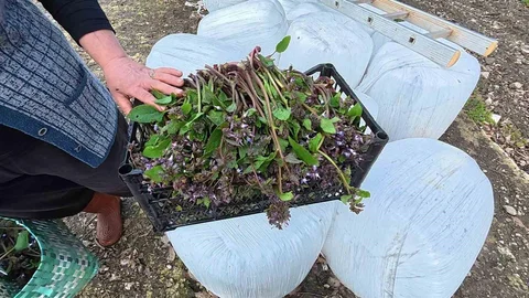 Sinop'ta Zılbıt Pazarı Yoğun İlgi Görüyor