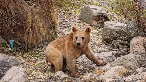 Çukurca'da Aç Kalan Ayılar Mahalleye İndi