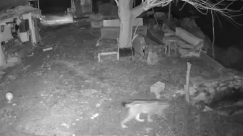 Elazığ’da Yiyecek Arayan Vaşak Görüntülendi