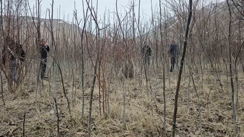 Adilcevaz Ceviz Fidanları Satışta