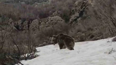 Hakkari'de Kış Uykusundan Uyanan Ayı Görüntülendi