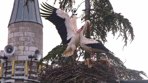 Leyleklere Saygılı Amasya Köyü