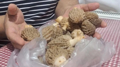 Manisa'da Kuzugöbeği Mantarları Toplanıyor