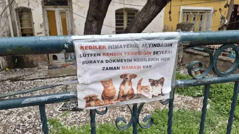 Eskişehir'de Kedilere Özel Duyuru