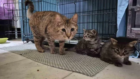 Hamile Kedi Kliniğe Sığındı ve Doğum Yaptı