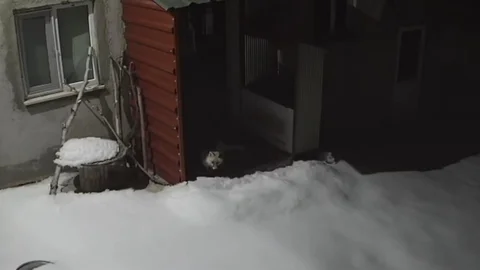 Bayburt'ta Tilkinin Tavşan Avı