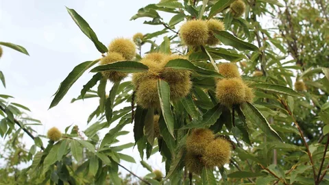 Sinop Kestanesi Gal Arısı Tehdidi Altında