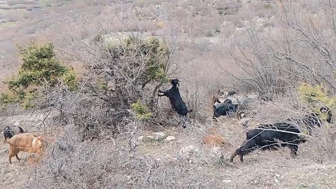 Tokat'ta Çoban Baharı Türkülerle Karşıladı