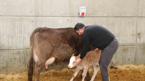 Akıllı Ahır Projesi ile Verimlilik Artışı Erzurum'da