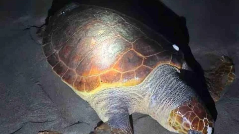 Antalya'da Ölü Caretta Caretta Bulundu