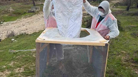 Aydın'da Çam Kese Böceğiyle Mücadele