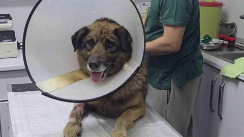 Zonguldak'ta Vurulan Sokak Köpeği Hayata Döndü