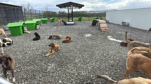 Sokak Hayvanları Doğal Ortama Kavuştu