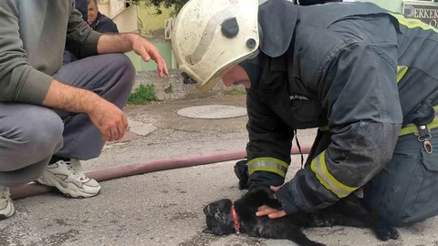 Antalya'da Yangında Dumandan Etkilenen Kedi Kurtarıldı