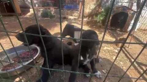 Antalya'da Dövüş Köpeği Üretimi Ceza Aldı