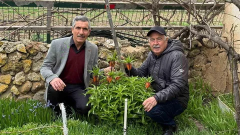 Eskişehir'de Ters Laleler Korunuyor