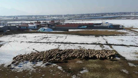 Erzincan'da Yeni Doğan Kuzularla Telaşlı Günler