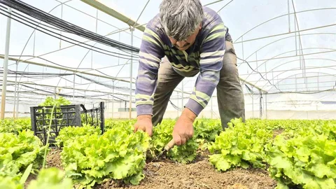 Eskişehir'de Marul Fiyatları Yükseldi