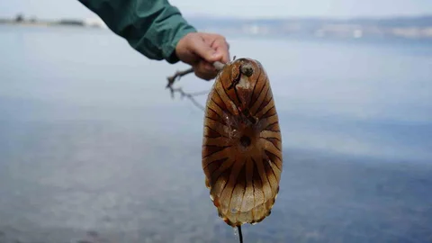 Kocaeli İzmit'te Pusula Denizanası Uyarısı