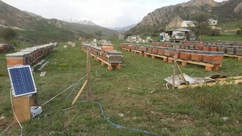 Bayburt'ta Ayı Kovanları Talan Etti