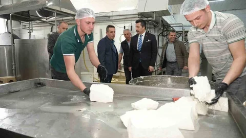Her gün 3,5 ton sütle peynir üretiyorlar
