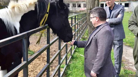 Balıkesir'in Tüp Tayı Balat 2 Yaşında