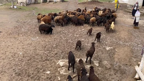 Ağrı'da Kuzuların Anneleriyle Buluşması
