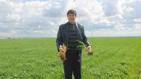 Şanlıurfa'da Bereketli Yağışlar Gerçekleşti