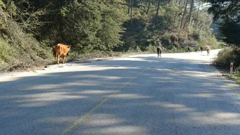 Yem Fiyatları Artınca Salma Besicilik Öne Çıktı