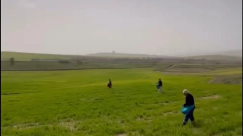 Siirt'te Çiftçiler Eski Yöntemle Gübreleme Yapıyor